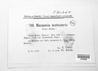 Image of Marssonina santonensis
